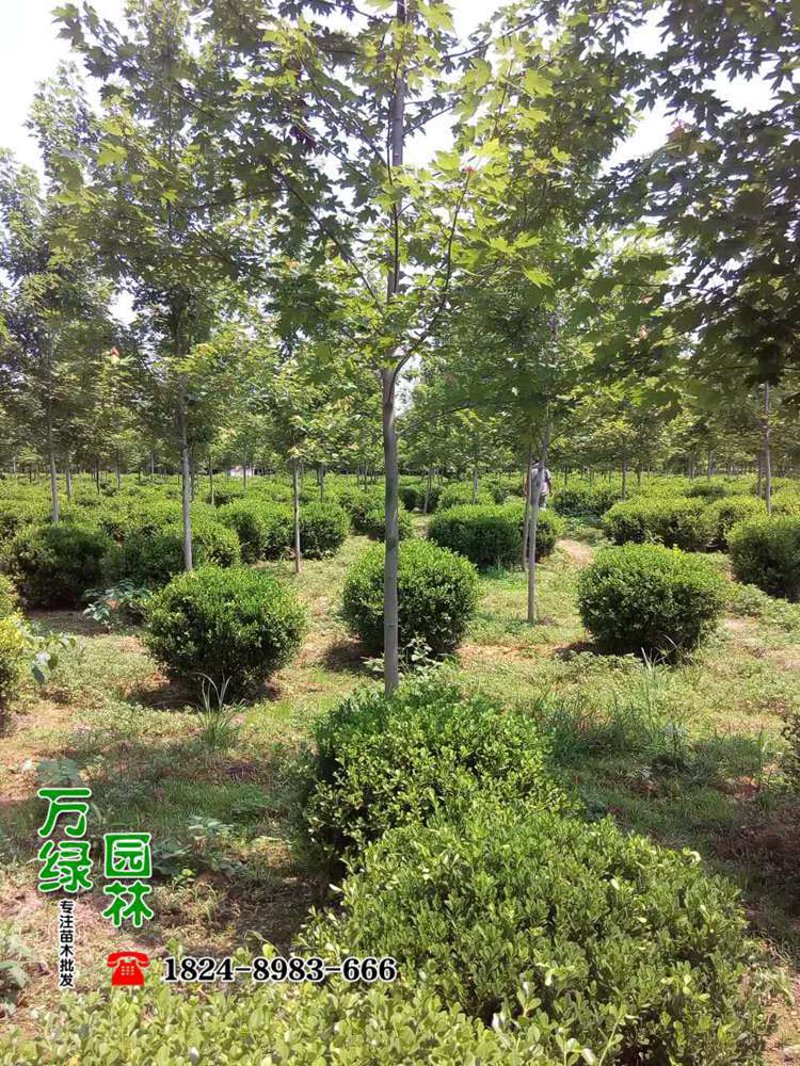 景观设计：城市绿肺的艺术重塑